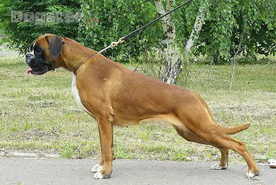 ARDANTES ZHEMCHUZHNAYA ROSSIP