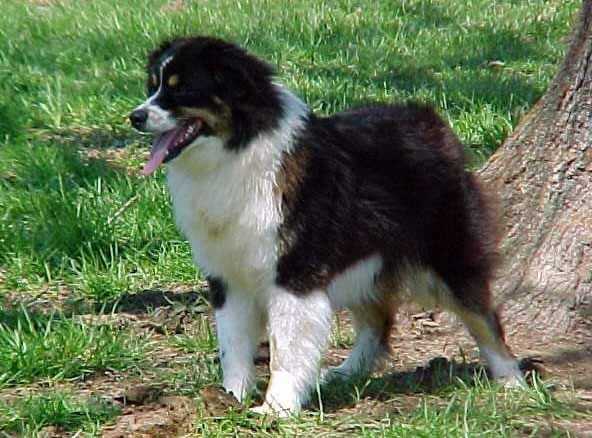 Bullocks Blaze of Glory