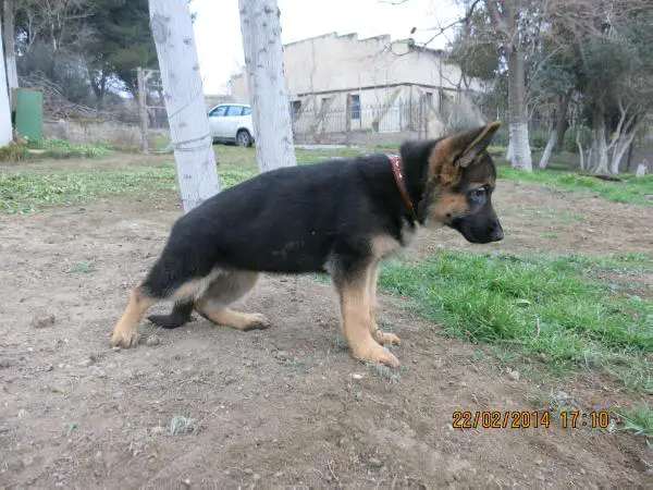 Sarbona del Cane dei Caspio