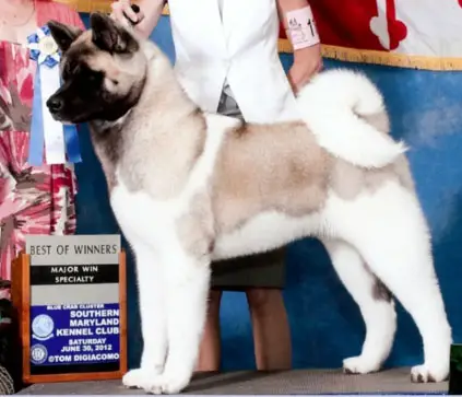 AKC CH Absolute Ultimate Challenger