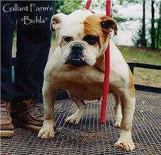 Gallant's Beula Beula