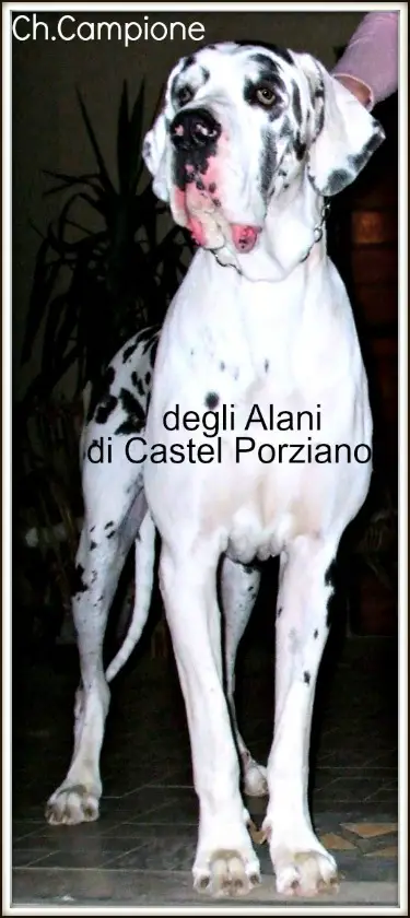 CH. CAMPIONE-A (degli ALANI di CASTEL PORZIANO)