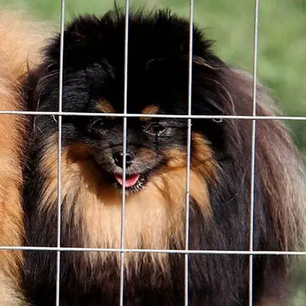 Mythical Loch Ness Legend