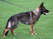 SG Lea vom Haus Lohe