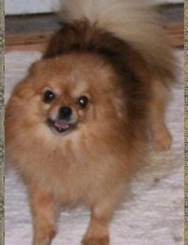 Star Haven Queen Bee