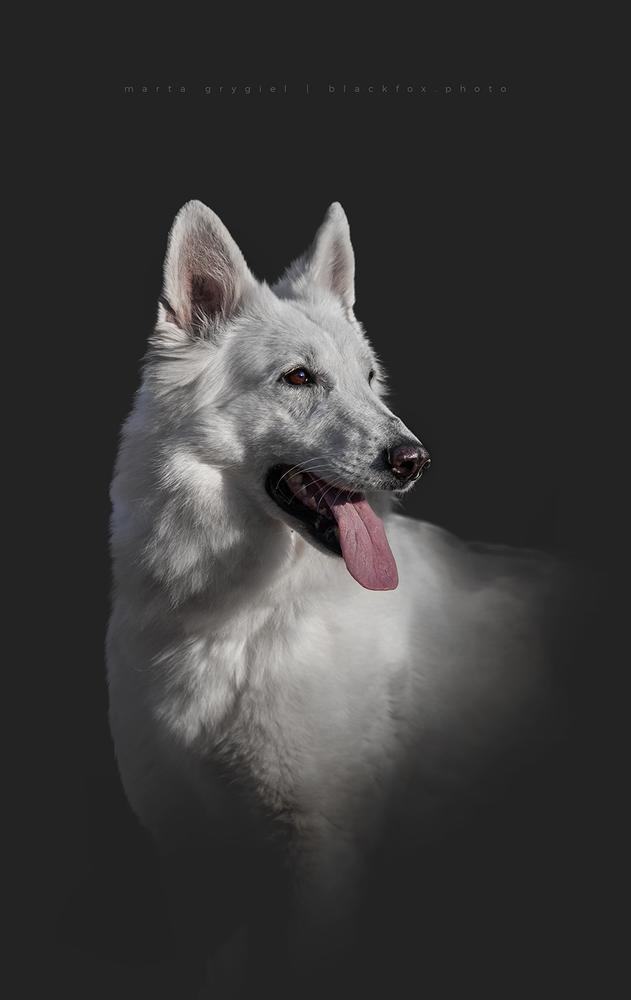 C.I.B,Junior Ch.PL., Ch.PL,SK,EE,H,RO,BG, Grand Champion SK, Zouli iz Okeana Udachi