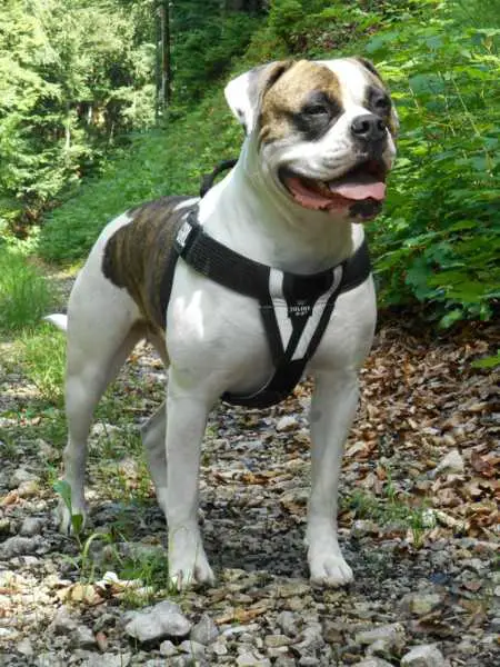 Shetan Bulls The Promis of Kiwi