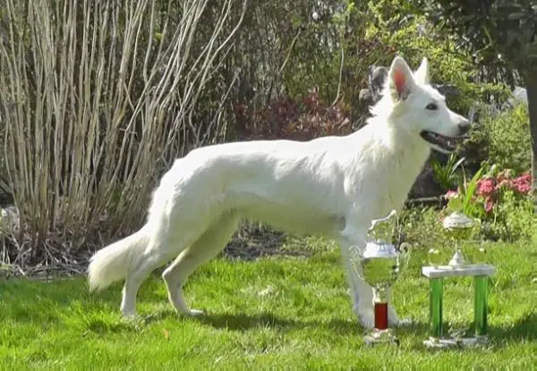 UCH Flaming Deep Sky of Whitetown