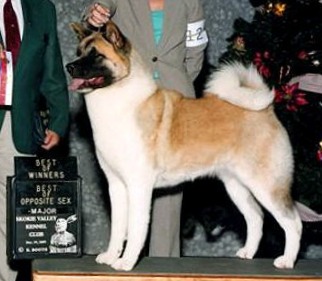 AKC CH Dem-Be's Simple Royalty