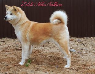 J CH RUS, CH RU Zoloto Nebes Sakkura