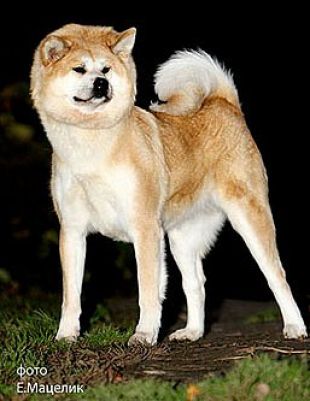 J CH ,CH RUS Perri S Akulovoy Gory