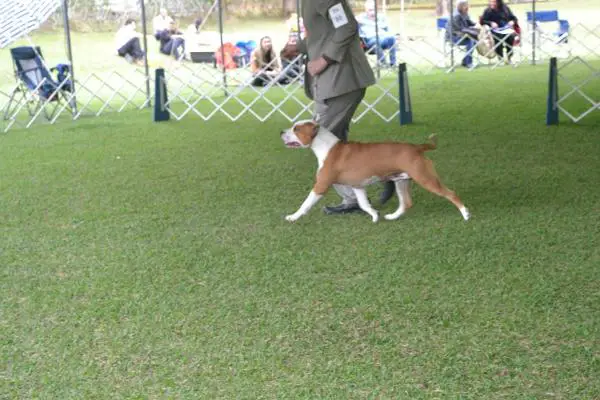 CH. PUPPY / CH. JUNIOR / CH. BRA Azennate do Kanekt