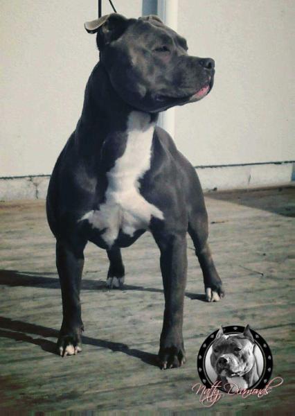 British Soul LeHoldem Natty Diamonds