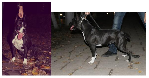 Fairy Of Love From Amstaff''s Hollywood