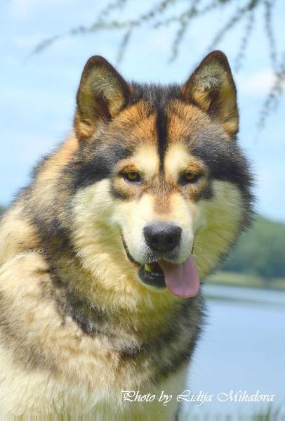 LV & LT & EST CH, BALT CH , LV.J. ,Ogres Junior Winner 2015 NAVRANG BEAR Malamute Sanctuary