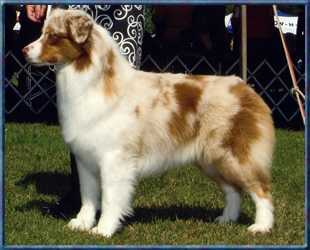 AKC CH Risingstar's Sugar'n Spice