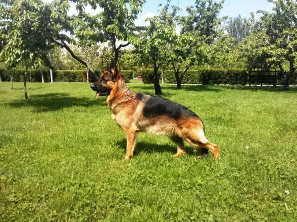 Primo - Bosco de Casa Julius