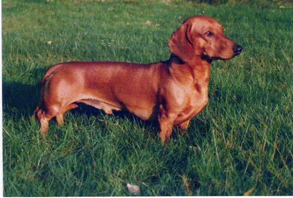 B-CH ISCH vitalis of lady joan