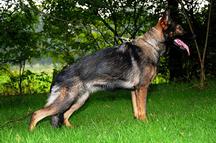 G Beau van Tiekerhook