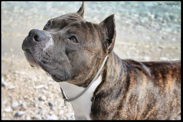 Iron Amstaff Major Player