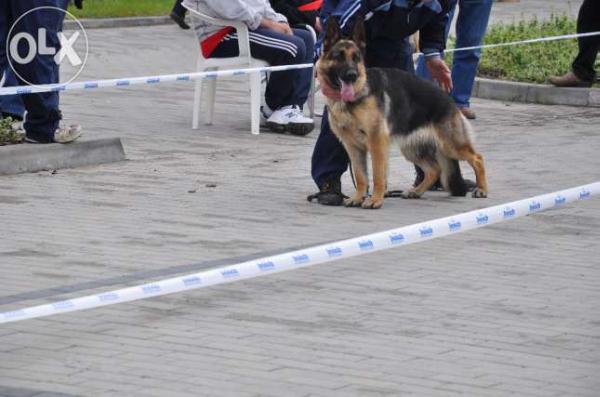 Tabsi vom Schwarzwald Poland FCI