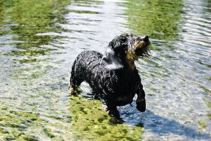 CH Guinness of Drakesleat