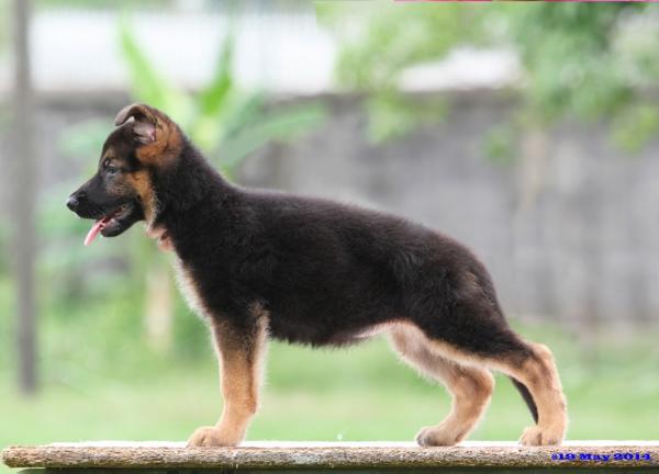 Ully vom Branch Mark