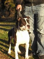 Platon des sept epis d'or