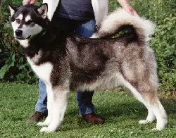 Kataum Inua's Kamanartulliyok