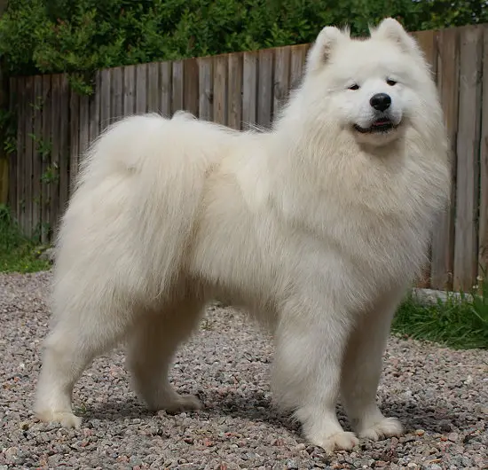 Bjellakis Q's Special Prince