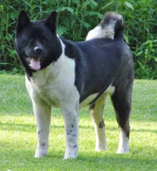 Midnight Jade's Special Agent Ziva