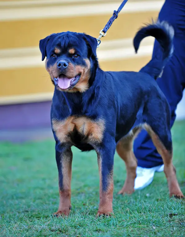 Ch Severina Timit Tor