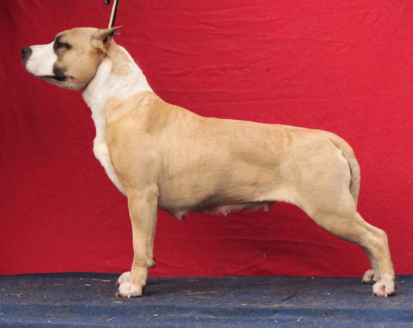 CH.RUS Style Smile Sand Wave