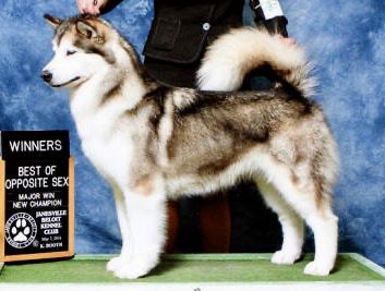 CH Ice Fall's Gun Powder 'N' Smoke