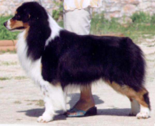 CH Kinring's All That Attitude