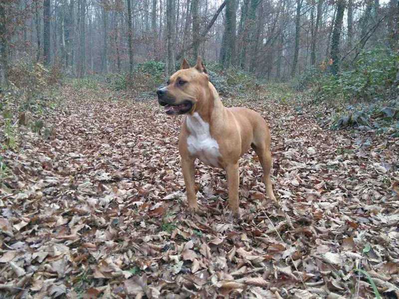 Iron amstaff over the top