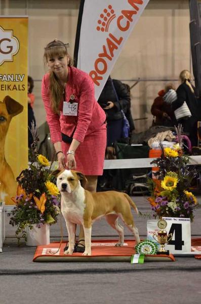 Est, LV CH, Est, Lt, Lv, Rus JnCH, TlnJW15, LtJW15 Rainbow King of Ring's