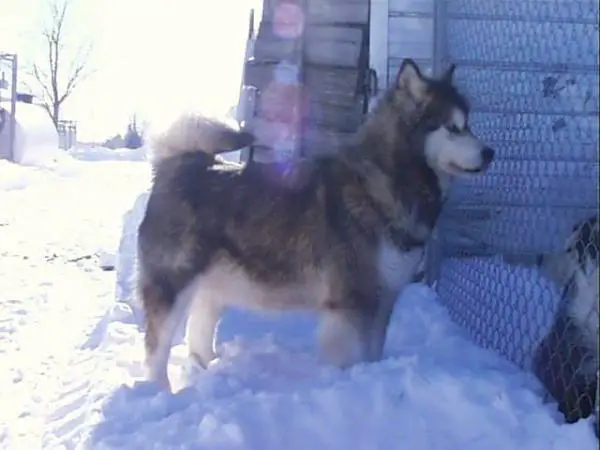 Dragon Lore's Cricket