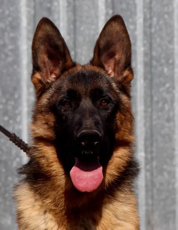 De Orse Mak Flai Igor