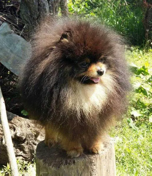 Dexter Gafia's Little Pack