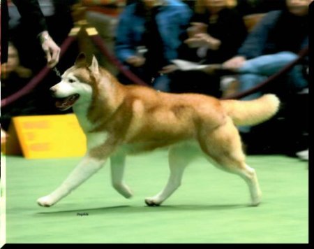 CH (AKC/CAN) Innisfree Ring Of Fire