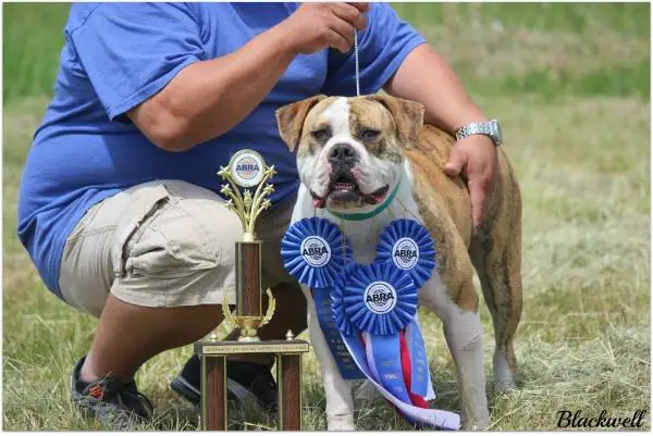 ABRA JR CH AND CH Hardcore's Rosie