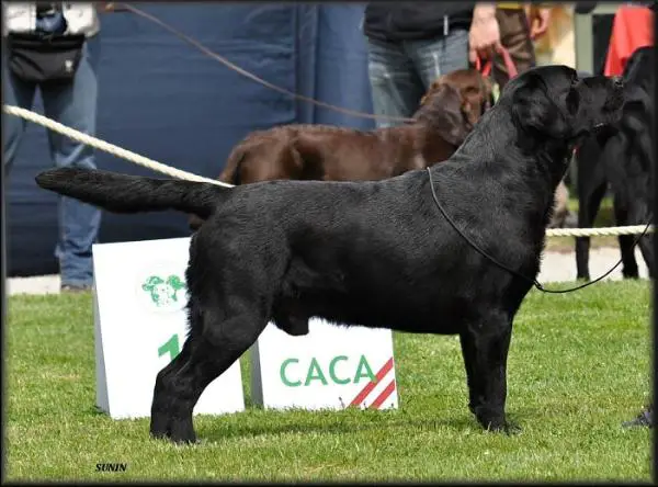 Int.Ch Mallorn's Rogue's Gallery