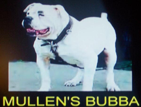 Mullen's Bubba (American Bulldog)
