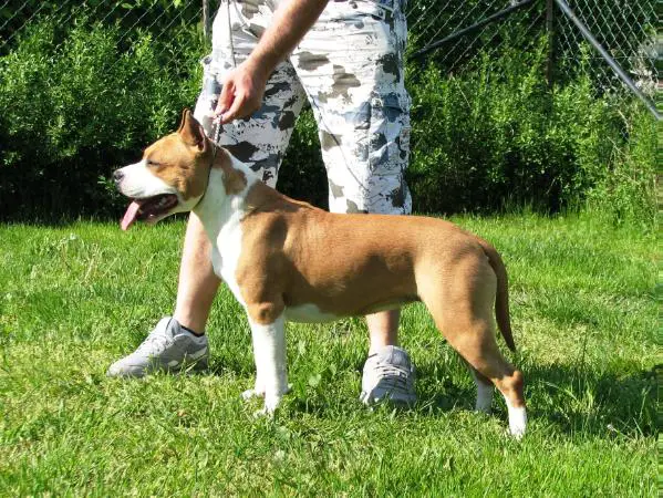 Quinceville's Crystal of Inferno Staff