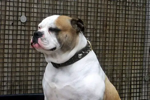 Easterby's Eastern Bloom