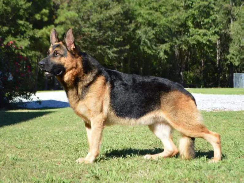 Appleridges Never Say Never Judge