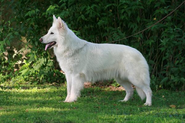 Fantanina of White Friends