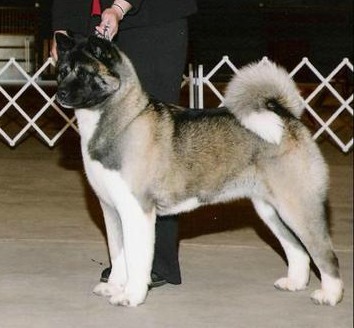 AKC CH DayDream's Vaca Valley Girl