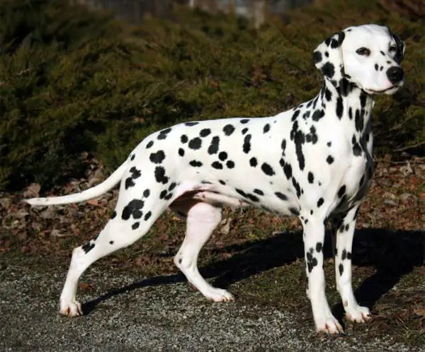 United Spots Pennsylvania